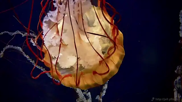 streamy test11 online show from 09-23-25, 11:24