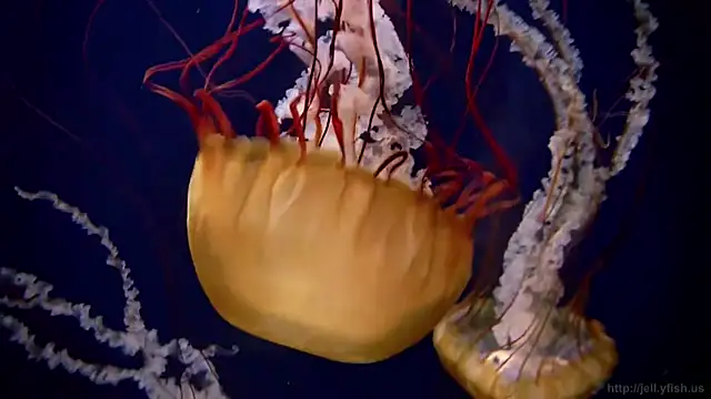 streamy test11 online show from 10-17-25, 07:11