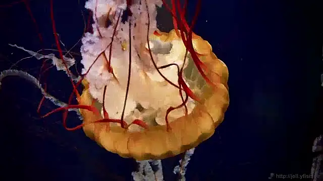 Snapshot of streamy_test13 chatting on 12-04-24, 08:12 streamy test13 online show from 12-04-24, 08:12