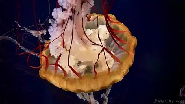 Snapshot of streamy_test13 chatting on 01-28-25, 08:14 streamy test13 online show from 01-28-25, 08:14