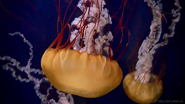 Snapshot of streamy_test13 chatting on 03-04-25, 08:13 streamy test13 online show from 03-04-25, 08:13