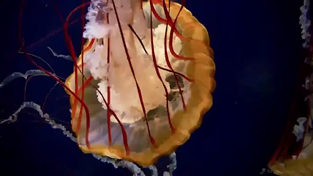 Snapshot of streamy_test13 chatting on 10-02-25, 10:22 streamy test13 online show from 10-02-25, 10:22