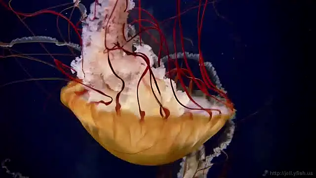 streamy test15 online show from 12-13-24, 08:09