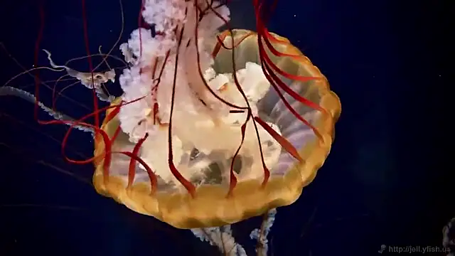 streamy test15 online show from 09-18-25, 12:18