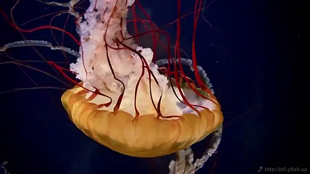 streamy test15 online show from 09-22-25, 11:34