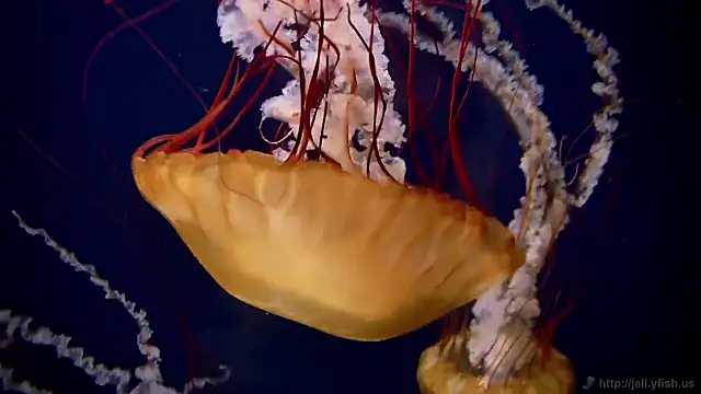 streamy test15 online show from 10-30-25, 04:08