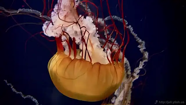 streamy test15 online show from 03-12-26, 01:06