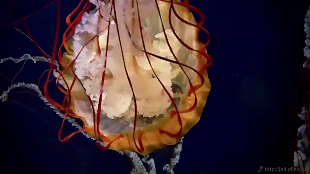 streamy test15 online show from 03-17-26, 09:34