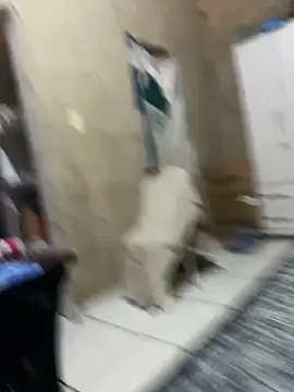 Snapshot of HenriqueH3 chatting on 03-02-26, 04:14 HenriqueH3 online show from 03-02-26, 04:14