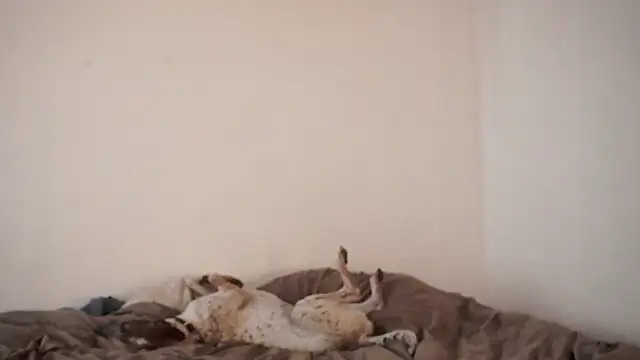 Snapshot of Stephany_talks chatting on 03-19-25, 11:57 Stephany talks online show from 03-19-25, 11:57