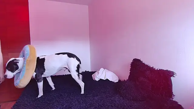 Snapshot of bellatrix25 chatting on 01-30-25, 06:10 bellatrix25 online show from 01-30-25, 06:10