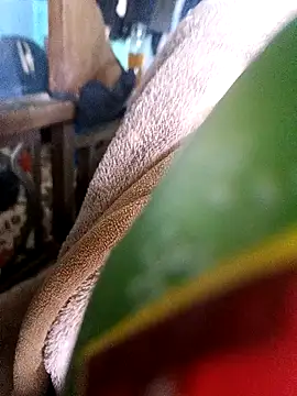 AssamSilchar93 online show from 12-18-24, 07:36