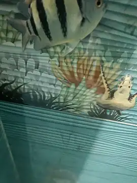 Mr joh online show from 11-07-25, 06:02