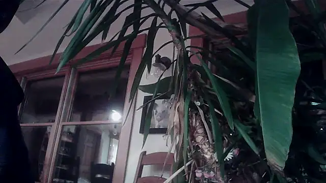 Snapshot of KittingGrappler chatting on 11-15-25, 10:48 KittingGrappler online show from 11-15-25, 10:48