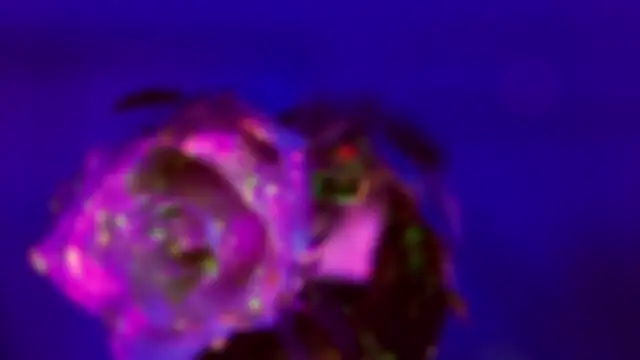 HeyBananas online show from 01-18-26, 07:28