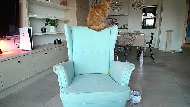 Kotis Foxy online show from 10-03-25, 02:58