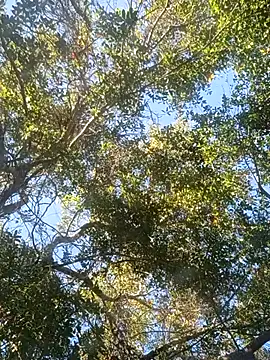 Snapshot of Buffshagswell chatting on 11-18-25, 07:18 Buffshagswell online show from 11-18-25, 07:18