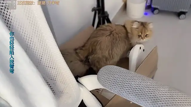 Snapshot of AnAn-520 chatting on 03-11-26, 03:18 AnAn-520 online show from 03-11-26, 03:18