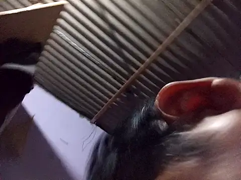 ardiente47 online show from 01-13-26, 05:24