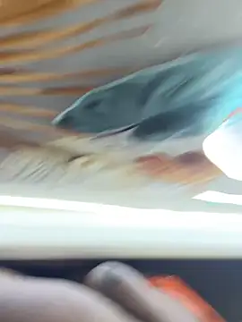 Snapshot of BigBossaNova69 chatting on 10-08-25, 05:38 BigBossaNova69 online show from 10-08-25, 05:38