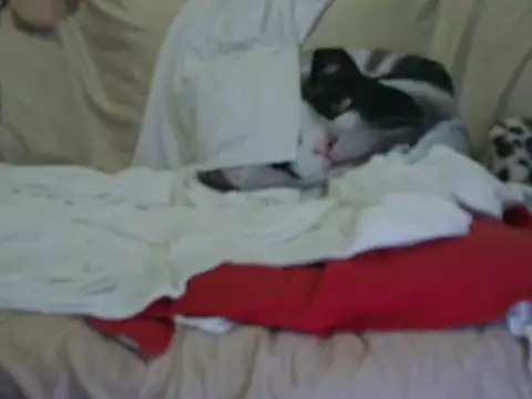 VeneRed online show from 10-17-25, 03:58