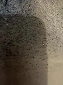 Gordelicia03 online show from 11-19-25, 03:12