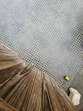 Snapshot of tesaodaweb chatting on 12-15-25, 03:16 tesaodaweb online show from 12-15-25, 03:16