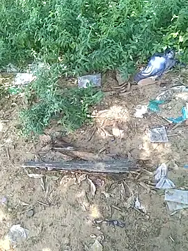 teluguu-rajj online show from 10-21-25, 06:47