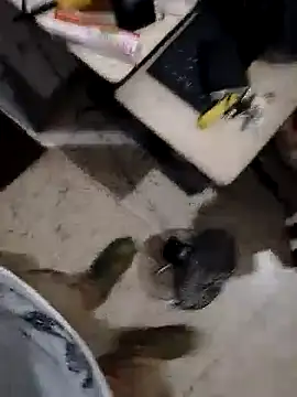 alejo5288 online show from 11-08-25, 03:07