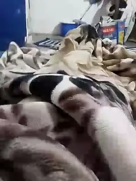 Snapshot of Playboy_bhabhi_00 chatting on 02-06-25, 05:25 Playboy bhabhi 00 online show from 02-06-25, 05:25