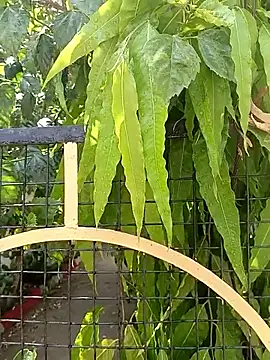 bairobunde online show from 04-17-26, 08:17