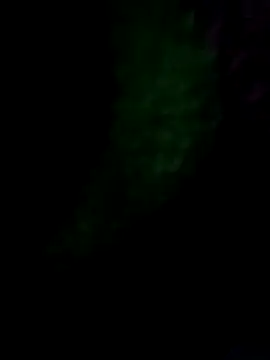 royall queen online show from 01-14-26, 07:36