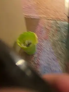 So8nan online show from 11-10-25, 05:34