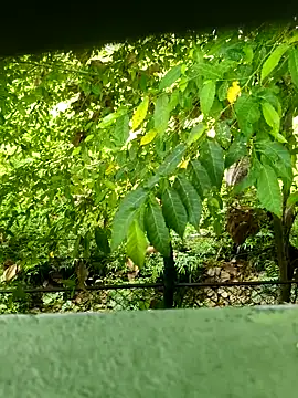 Exoticovergon online show from 03-12-26, 12:55