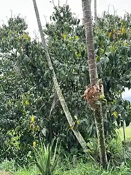 Marco Vega online show from 03-27-26, 04:51