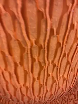 Ebony Warlock  online show from 11-15-25, 10:01