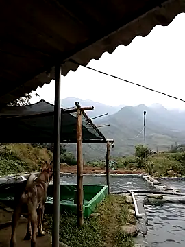 ngan-cute online show from 11-21-25, 02:21