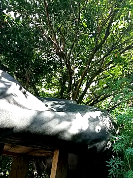 AlphaAlterX online show from 12-16-25, 07:52