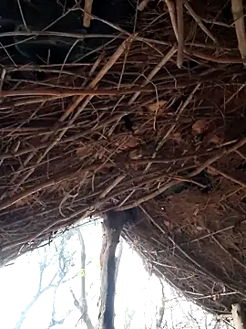 Snapshot of Janvi_Jaitly chatting on 12-05-25, 01:25 Janvi Jaitly online show from 12-05-25, 01:25