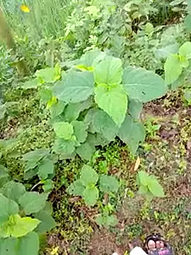 bigdaddyboy46 online show from 09-09-25, 01:27