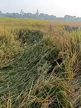 Snapshot of pus_ylover chatting on 11-04-25, 10:14 pus ylover online show from 11-04-25, 10:14