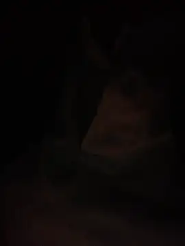 Halyy xx online show from 03-04-26, 01:28