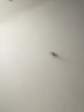 Dania Oconor online show from 01-06-26, 10:23