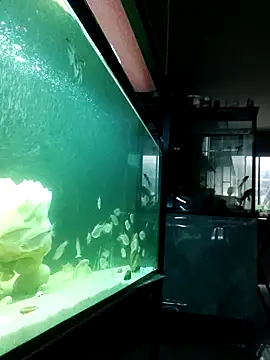 kata 77 online show from 10-04-25, 03:48