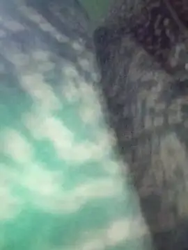 Na shreya online show from 03-29-26, 12:21