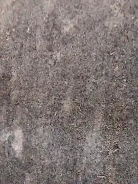 Snapshot of nagepalli chatting on 11-29-25, 03:31 nagepalli online show from 11-29-25, 03:31