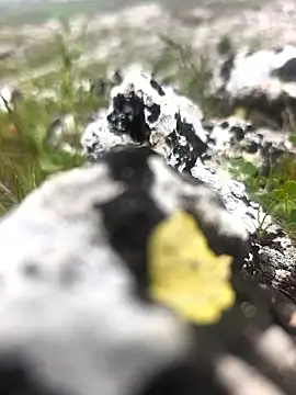 Sert erkek21 ysm online show from 04-09-26, 01:27