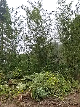 Snapshot of miomio-12 chatting on 03-25-26, 03:56 miomio-12 online show from 03-25-26, 03:56