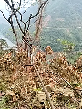 Snapshot of Mising5022 chatting on 12-04-25, 06:55 Mising5022 online show from 12-04-25, 06:55