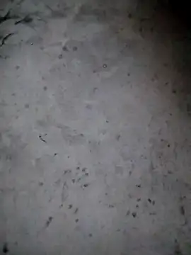 Snapshot of rickkis2k chatting on 01-15-26, 09:40 rickkis2k online show from 01-15-26, 09:40